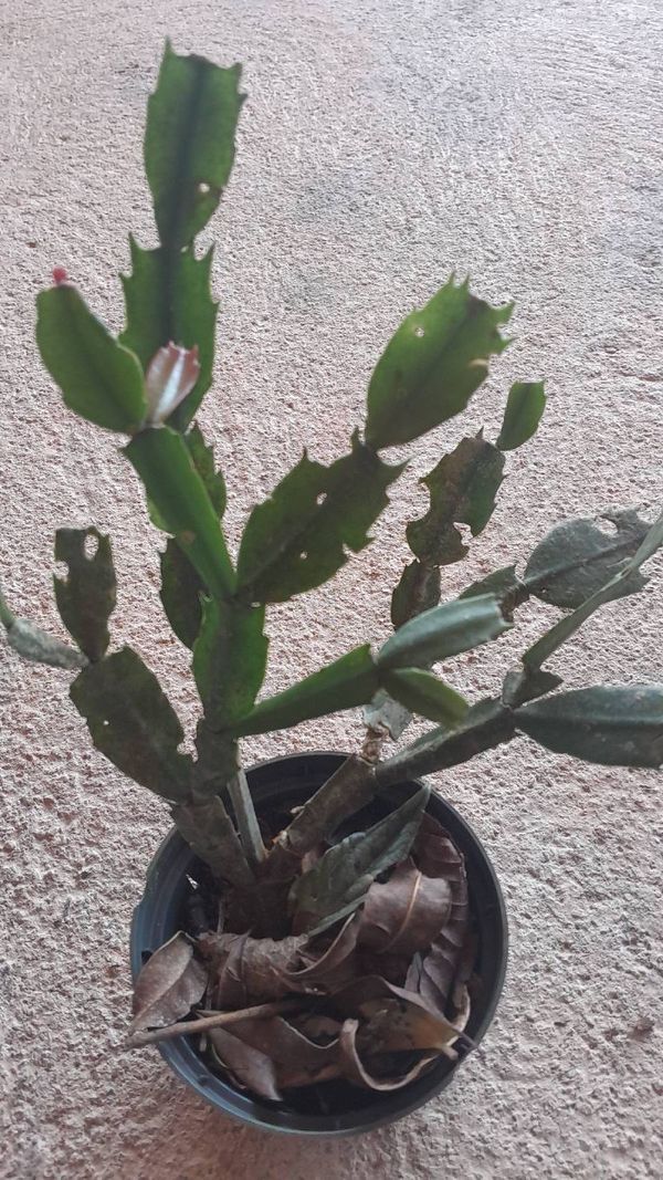 Identificação da planta Flor de-maio por foto