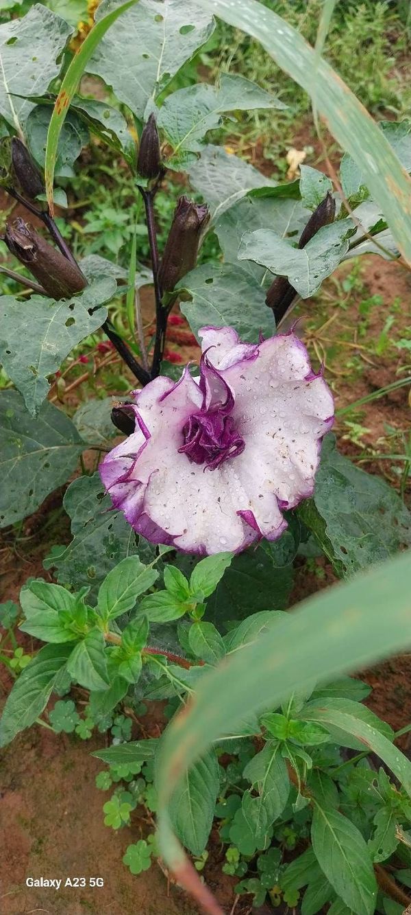 Identificação da planta Trombeta-dos-anjos por foto
