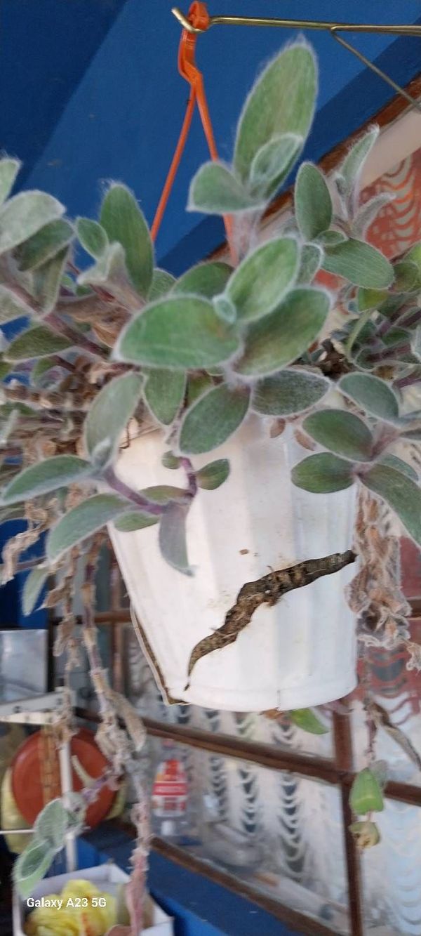 Identificação da planta Planta teia de aranha por foto