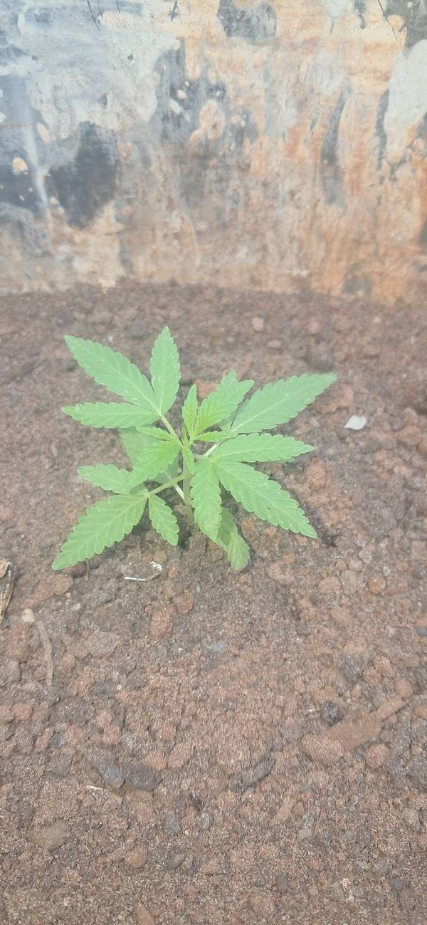 Identificação da planta Maconha por foto