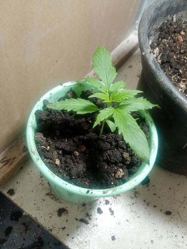 Identificação da planta Maconha por foto
