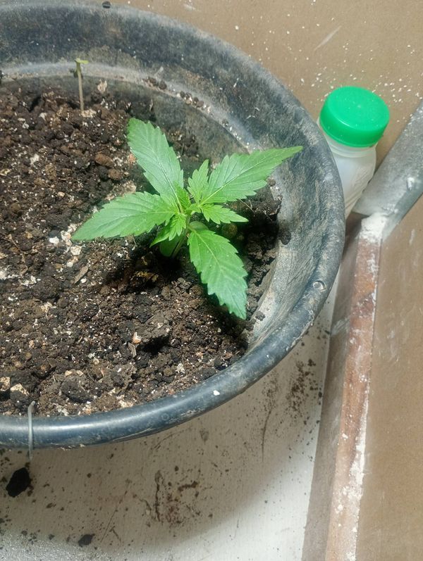 Identificação da planta Maconha por foto