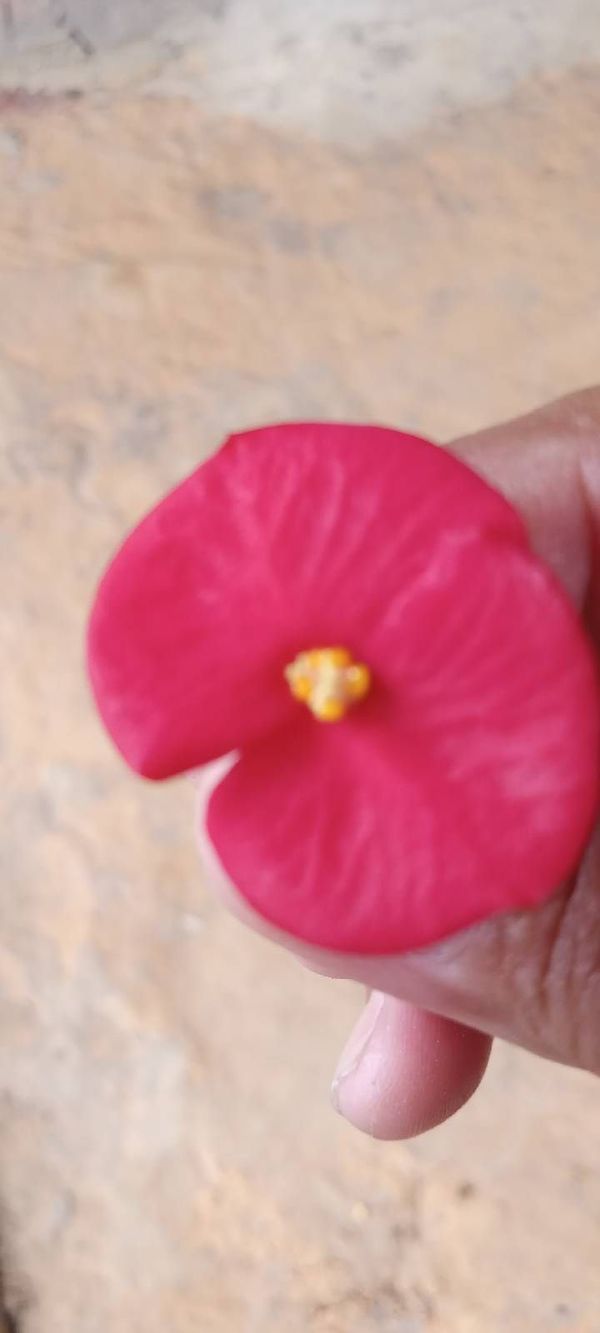 Identificação da planta Coroa de  Cristo por foto