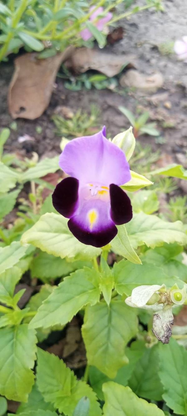 Identificação da planta Amor perfeito de verao por foto
