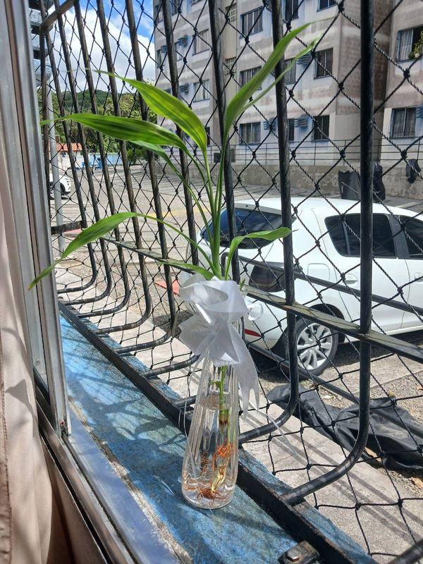 Identificação da planta Bambu da Sorte por foto