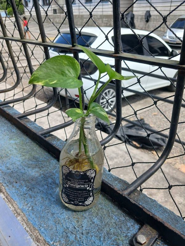 Identificação da planta Jiboia por foto