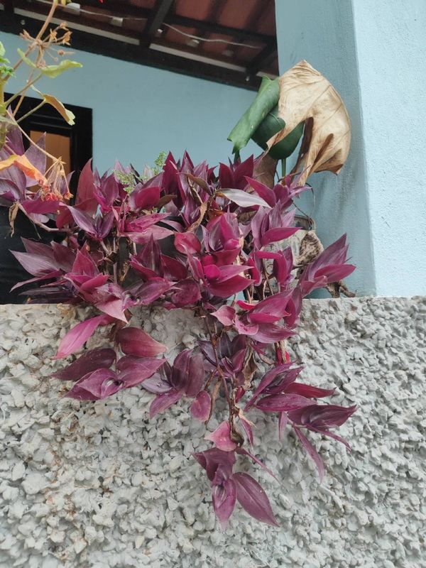Identificação da planta Lambari roxa por foto