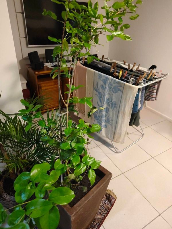Identificação da planta Pitanga por foto