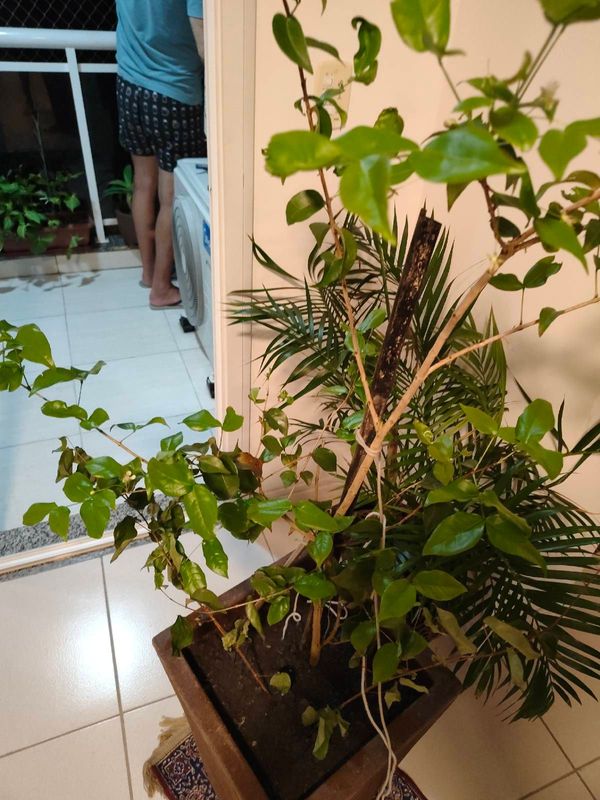 Identificação da planta Pitanga roxa por foto