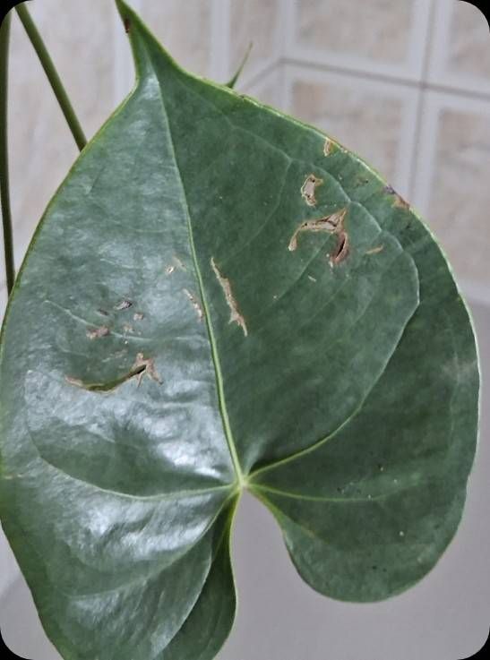 Identificação da planta Micro antúrio por foto