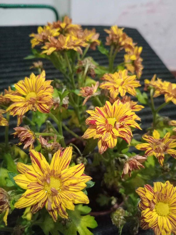 Identificação da planta Crisântemo por foto