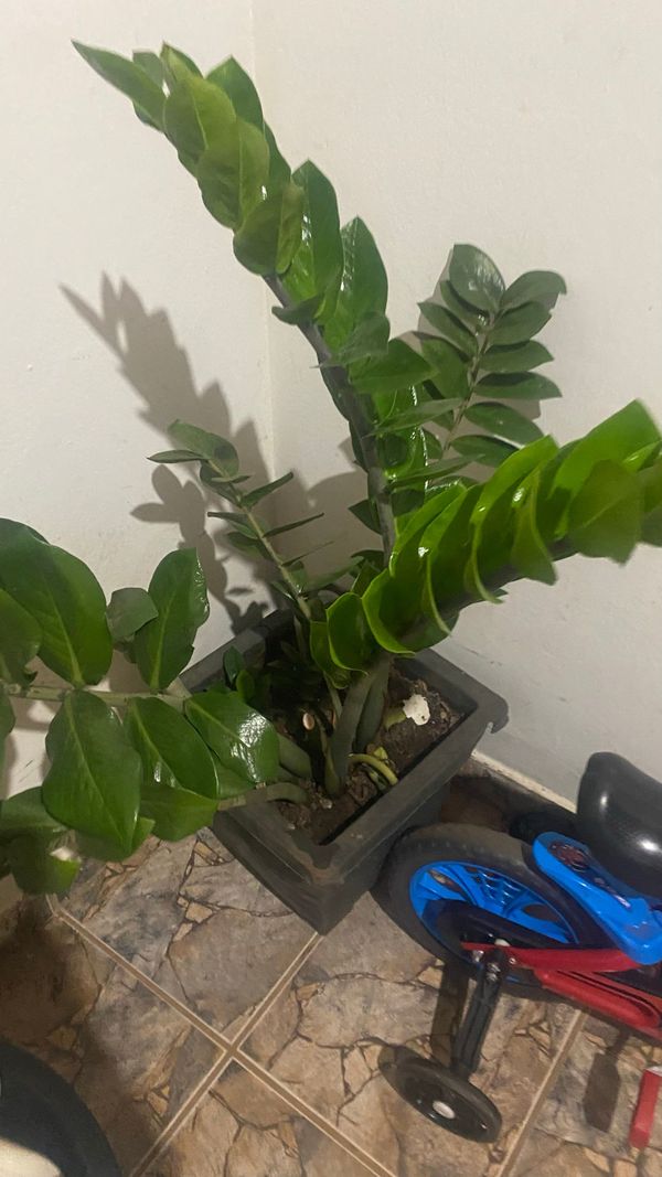 Identificação da planta Zamioculcas por foto