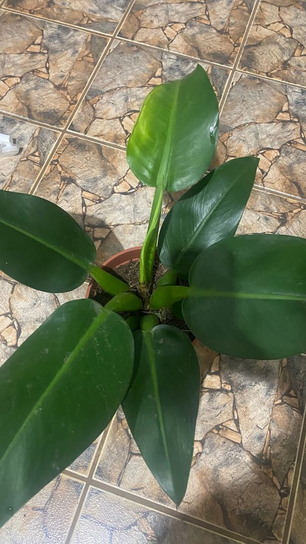 Identificação da planta Pacová por foto
