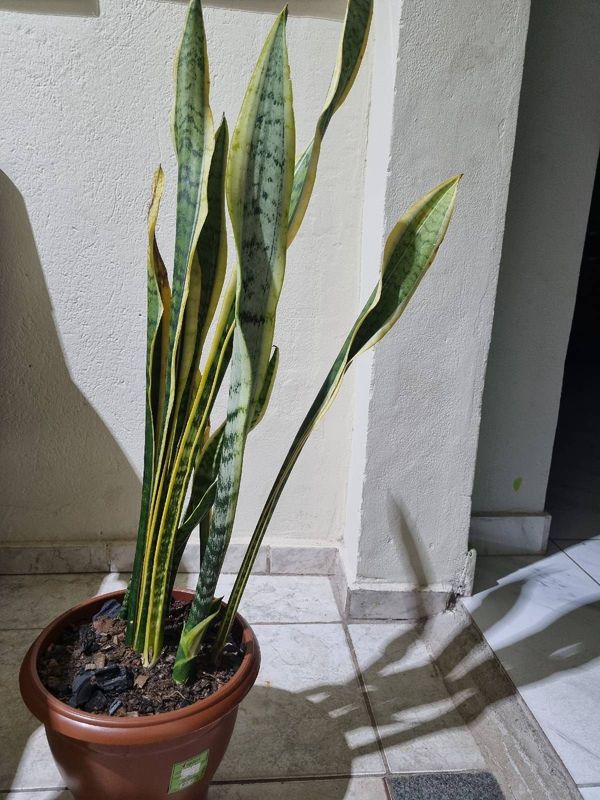 Identificação da planta Espada de são jorge por foto
