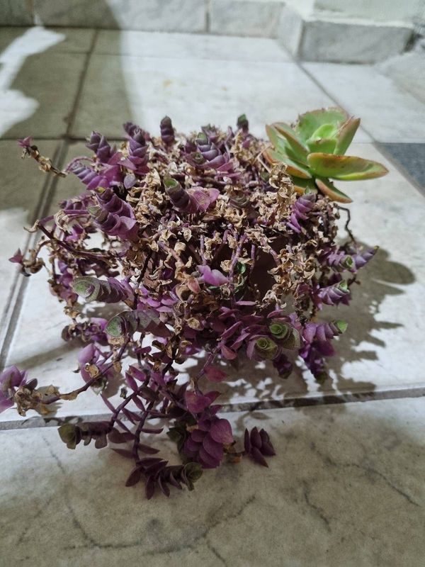 Identificação da planta Dinheiro em penca por foto