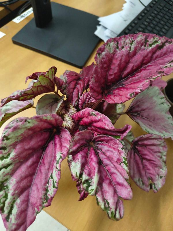 Identificação da planta Asa-de-papagaio por foto