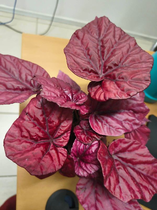 Identificação da planta BEGÓNIA por foto