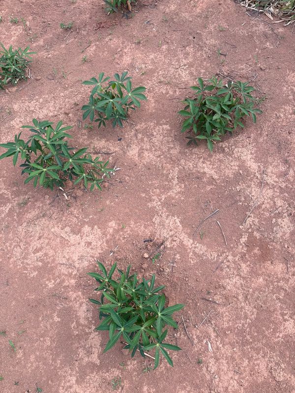Identificação da planta Mandioca por foto