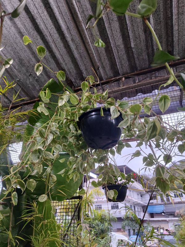 Identificação da planta Oriri por foto