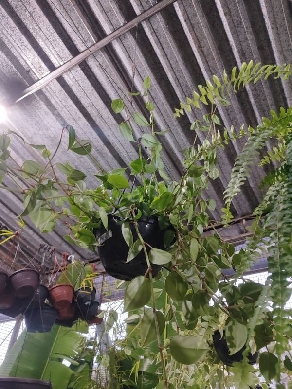 Identificação da planta Peperomia Scanding por foto