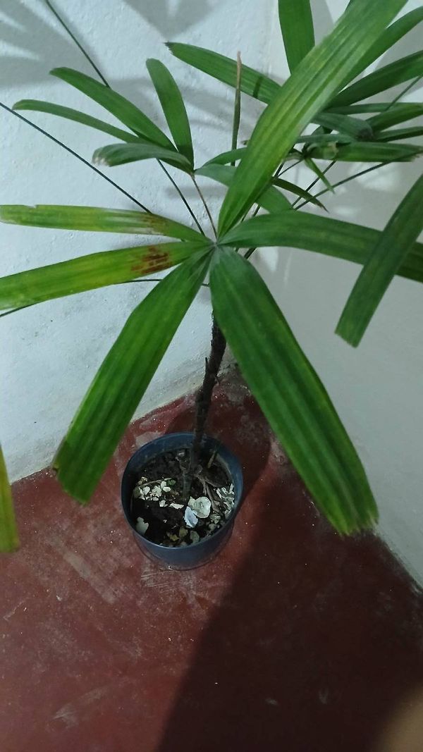 Identificação da planta Palmeira-ráfis por foto