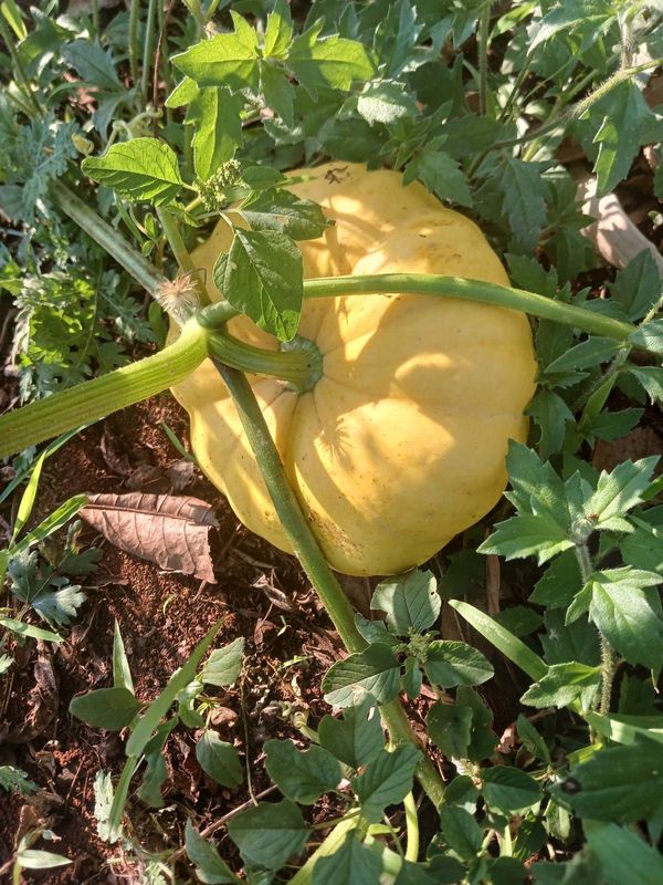 Identificação da planta Abóbora por foto