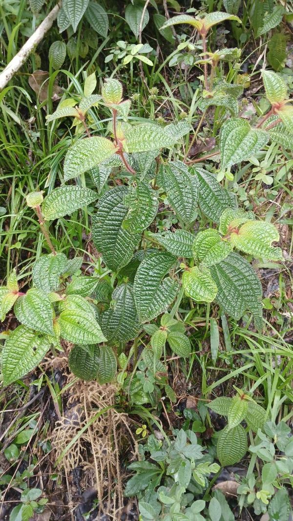 Identificação da planta Pixirica por foto