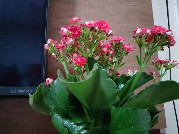 Identificação da planta Calandiva por foto