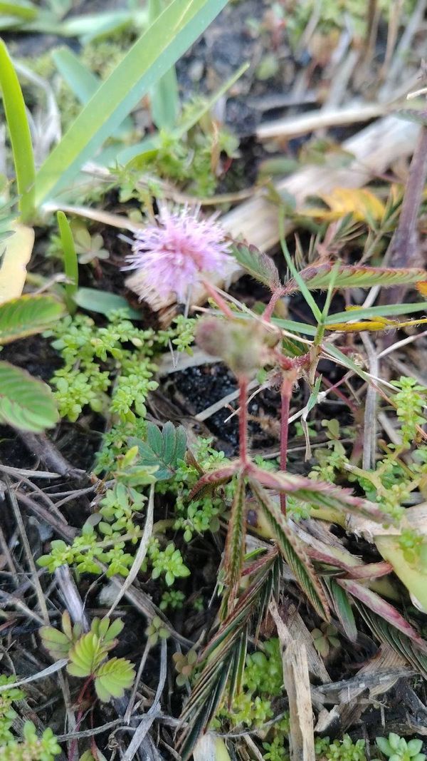 Identificação da planta Dormideira por foto