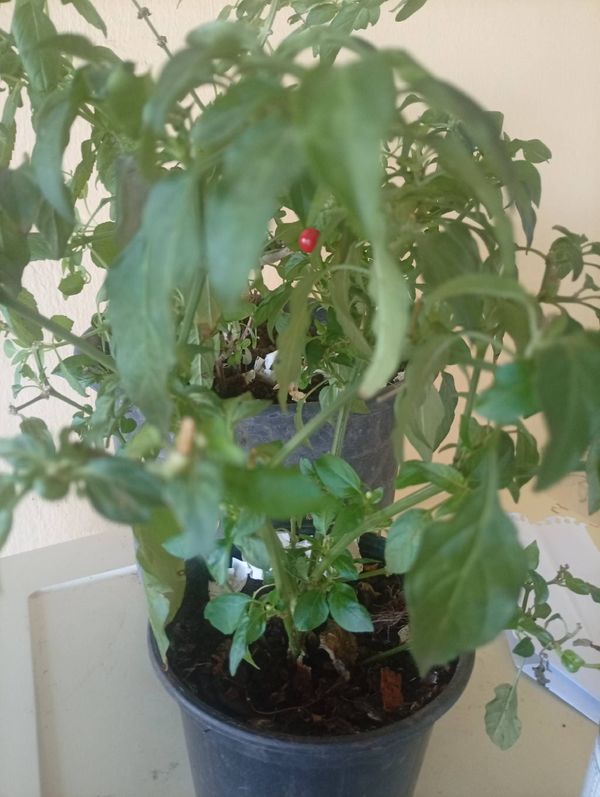 Identificação da planta Malagueta por foto