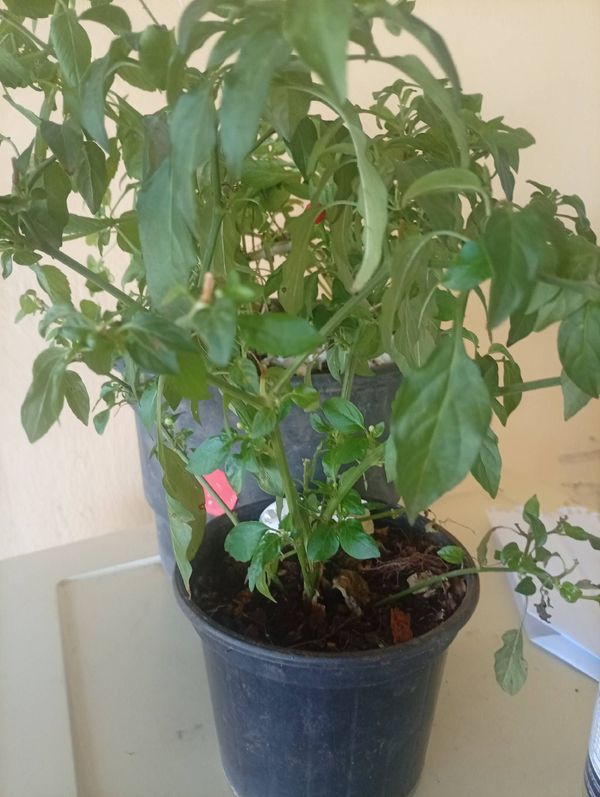 Identificação da planta Malagueta por foto