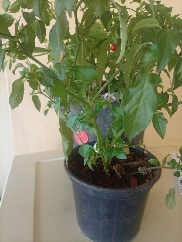 Identificação da planta Malagueta por foto