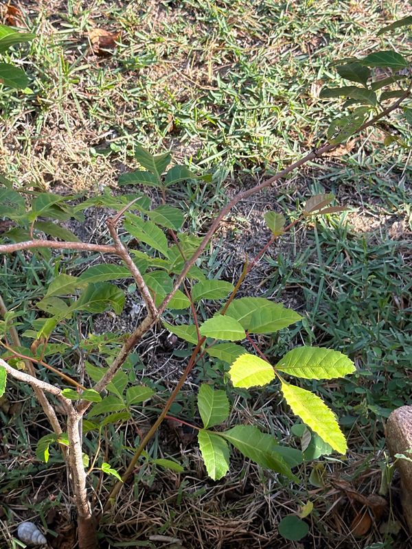 Identificação da planta Aroeira por foto