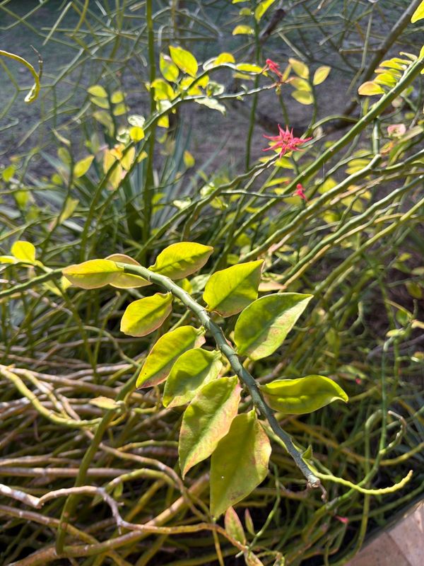 Identificação da planta Dois Amores por foto