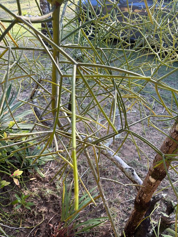 Identificação da planta Avelós por foto