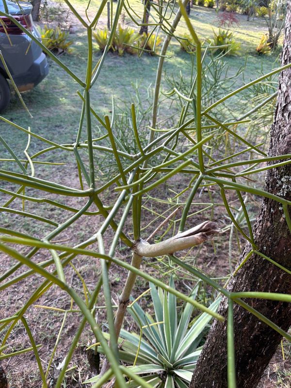 Identificação da planta Aveloz por foto