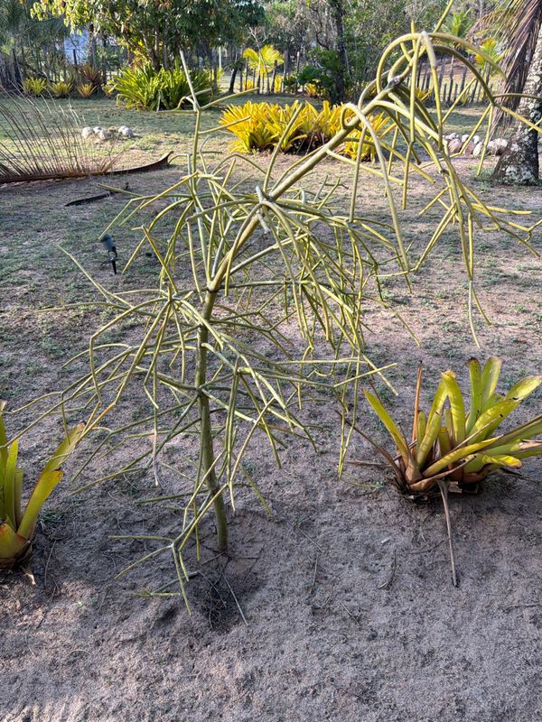 Identificação da planta Avelós por foto