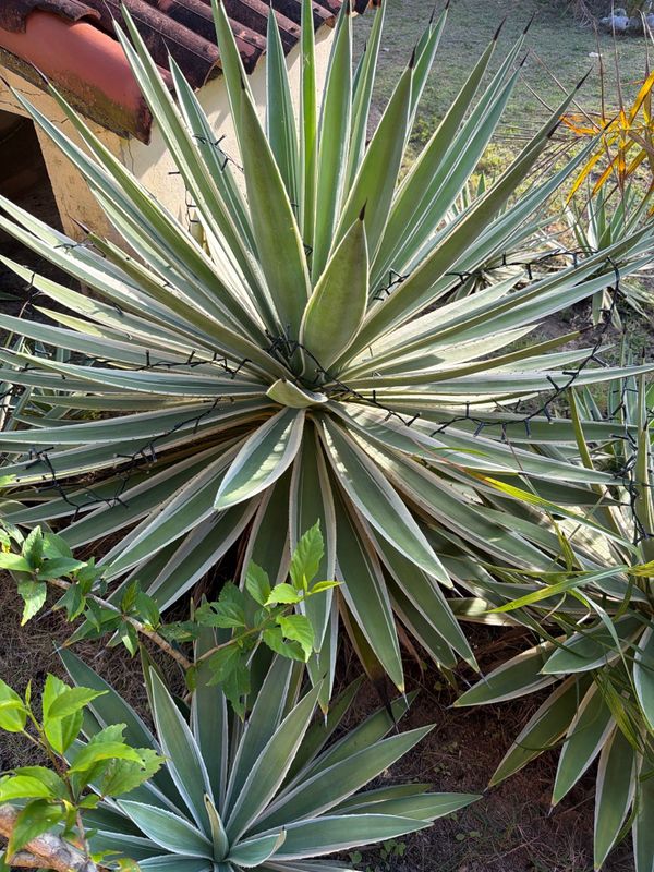 Identificação da planta Piteira por foto