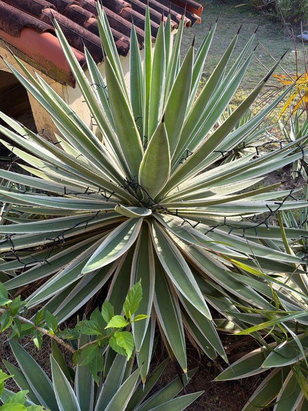 Identificação da planta Piteira do Caribe por foto