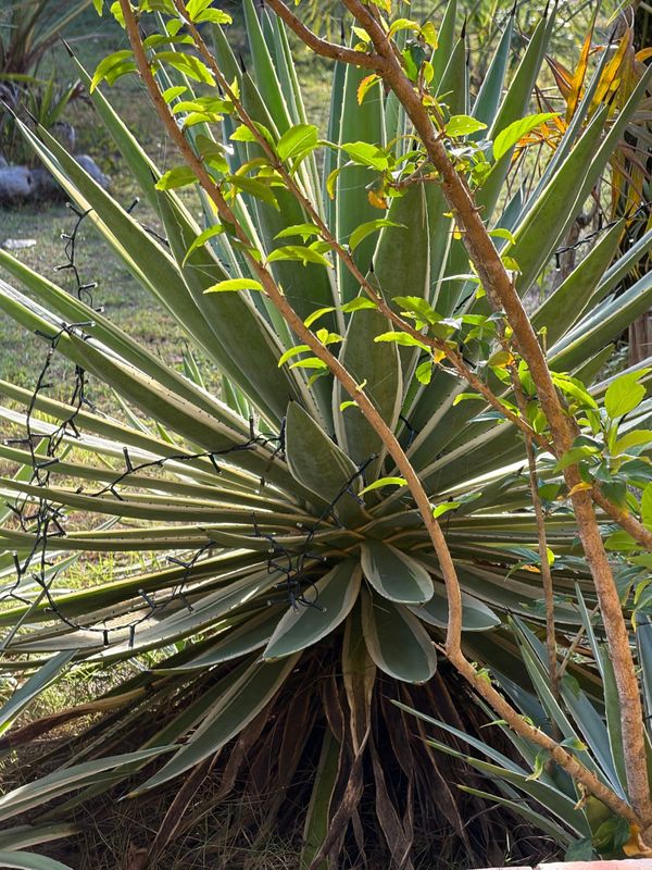 Identificação da planta Agave angustifolia por foto