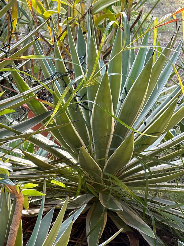Identificação da planta Agave angustifolia por foto