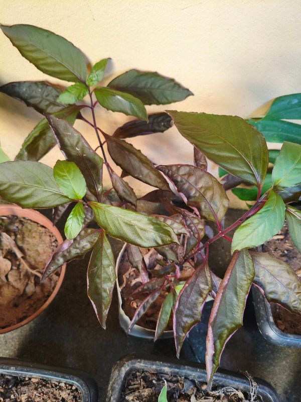 Identificação da planta Penicilina por foto