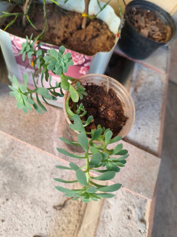 Identificação da planta Sedum Palmeri por foto