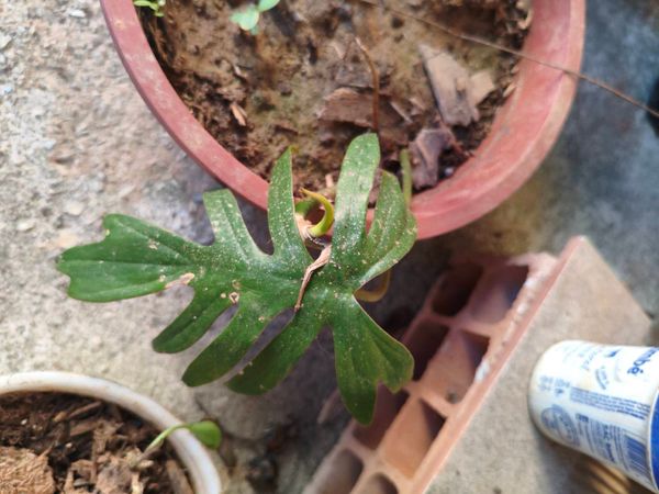 Identificação da planta Costela de Adão por foto