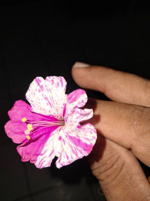 Identificação da planta Maravilha por foto