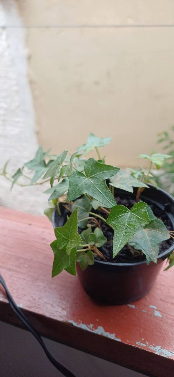 Identificação da planta Hera estrela por foto