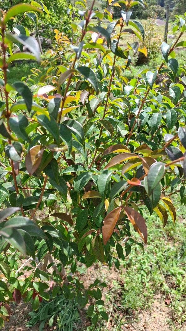 Identificação da planta Pitanga roxa por foto