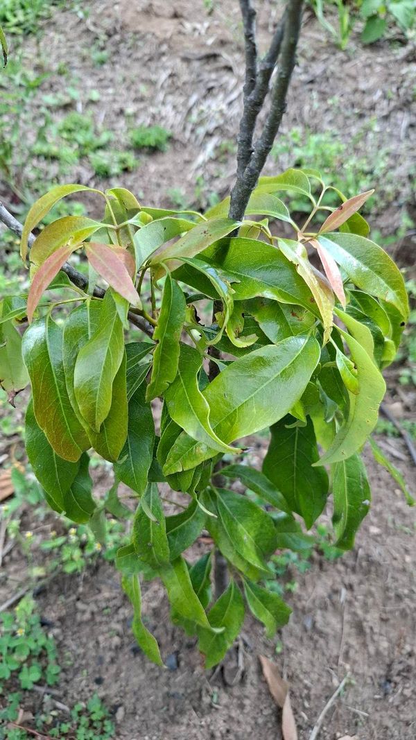 Identificação da planta Lichia por foto