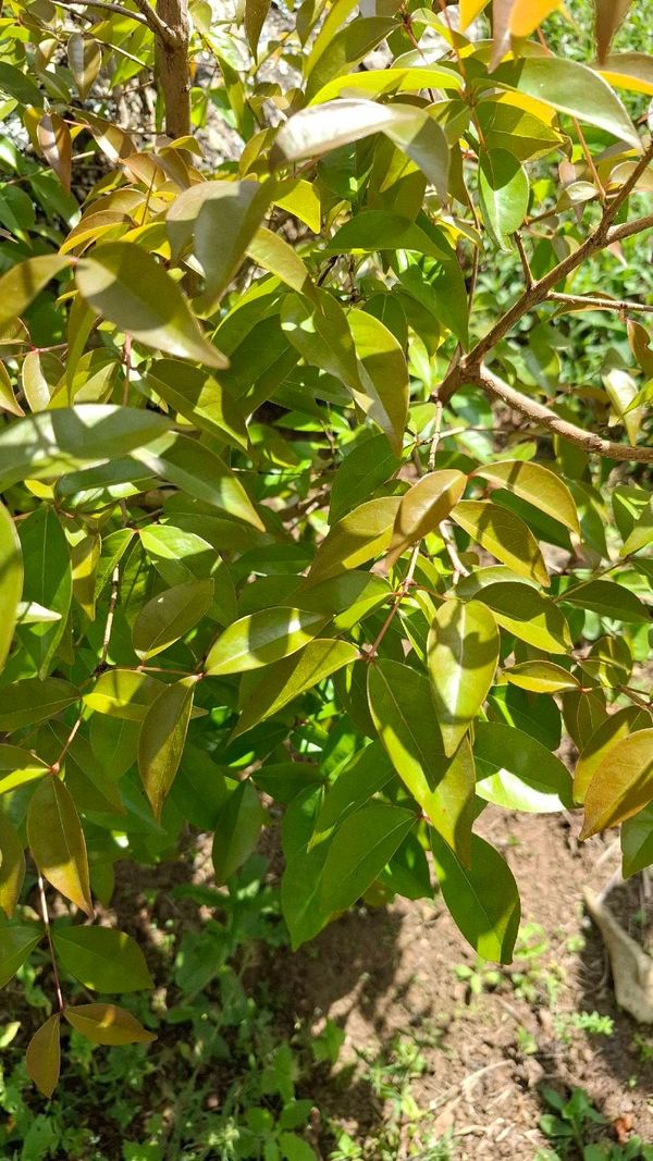 Identificação da planta Pitanga roxa por foto