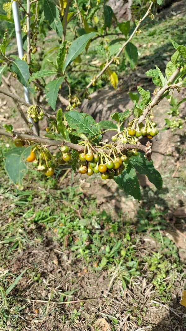 Identificação da planta Fruta de sabiá por foto